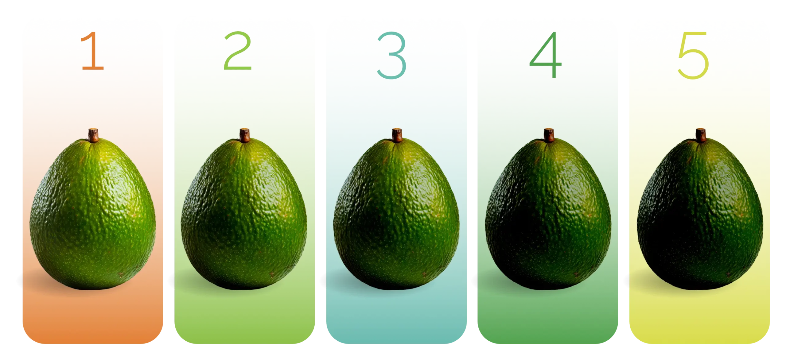 grafica2 avocado scaled