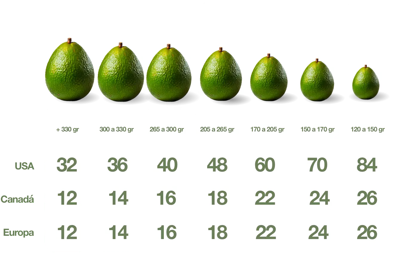 Aguacate tamano spanish desktop