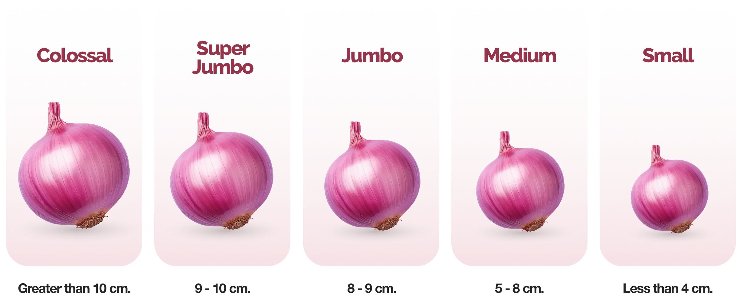 Onion Sizes english desktop full