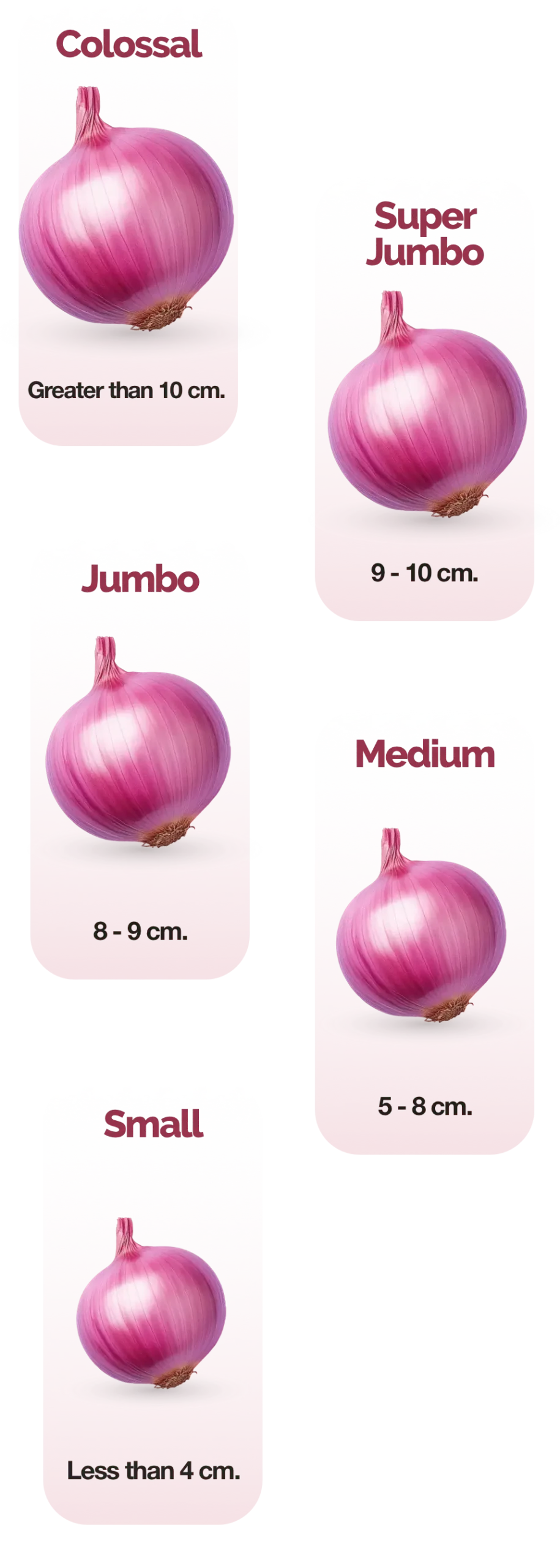 Onion Sizes english mobile scaled