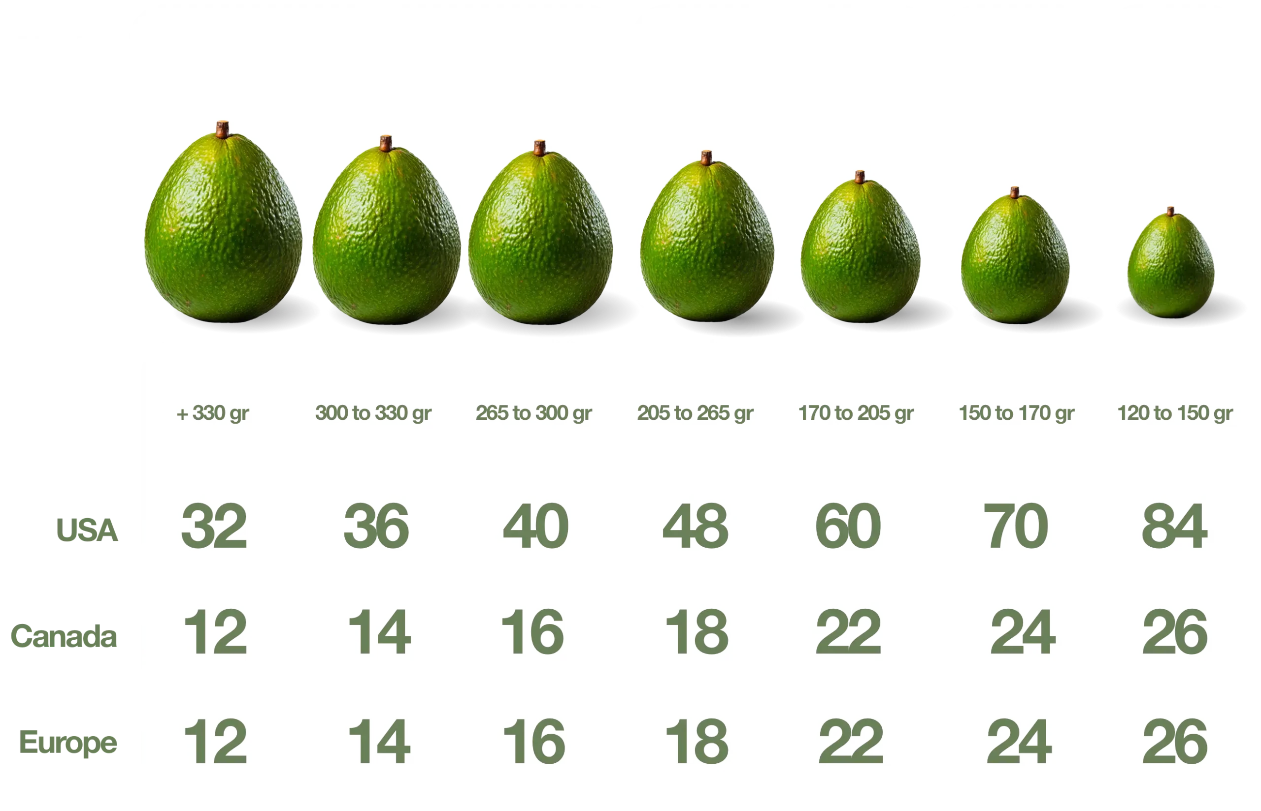 Avocado Sizes english desktop scaled