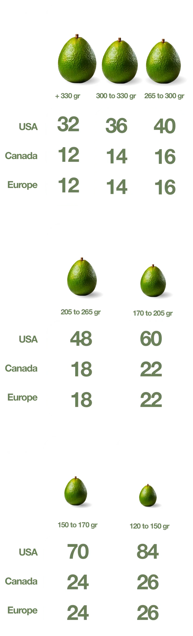 Avocado Sizes english mobile scaled